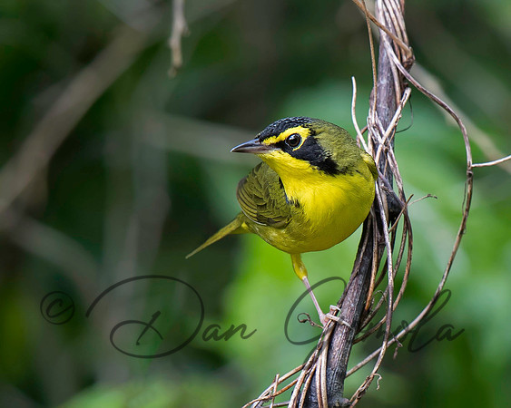 Kentucky Warbler