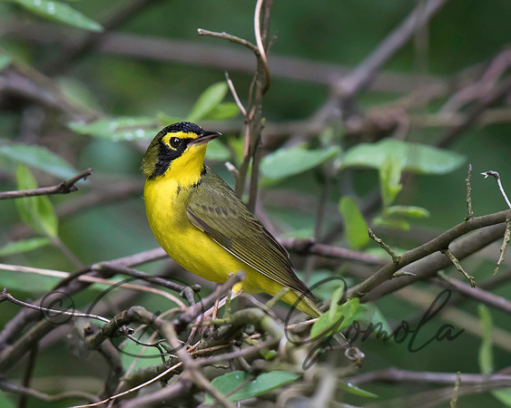 Kentucky Warbler