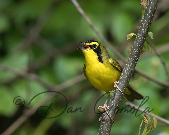 Kentucky Warbler