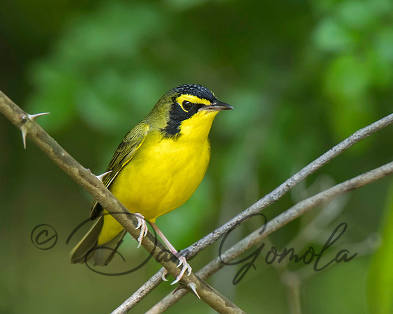 Kentucky Warbler
