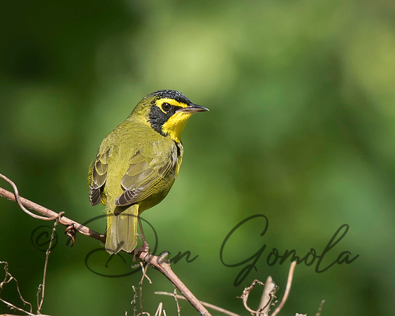 Kentucky Warbler