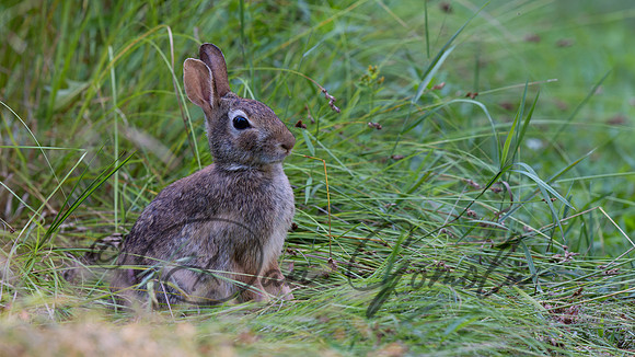 Cottontail Rabbit