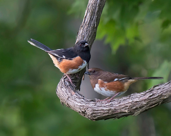 Eastern Towhee