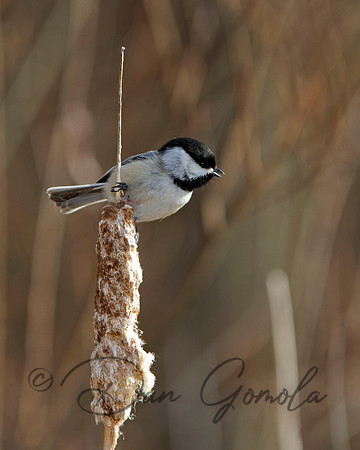 Black-capped Chickadee
