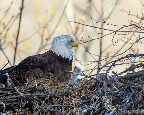 Bald Eagle