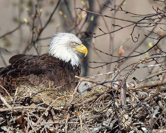 Bald Eagle