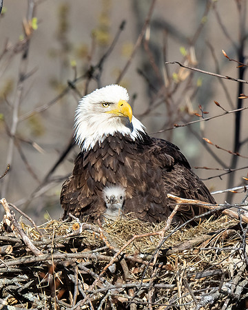 Bald Eagle