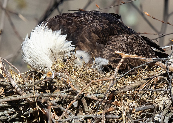 Bald Eagle