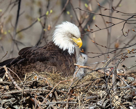 Bald Eagle
