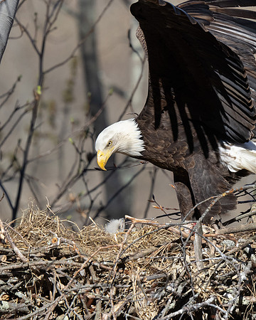 Bald Eagle