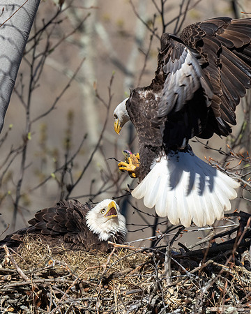Bald Eagle