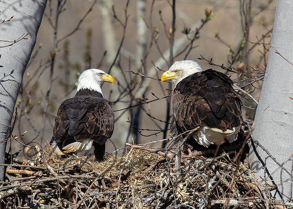 Bald Eagle