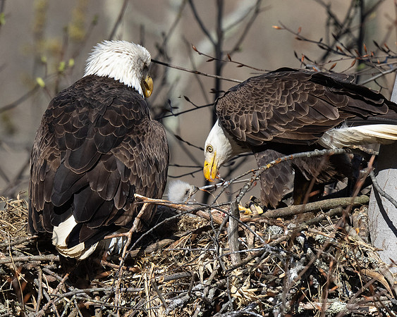 Bald Eagle