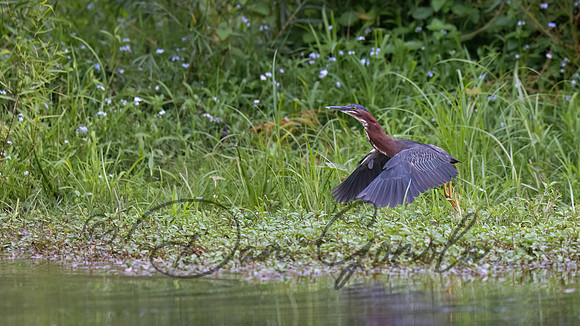 Green Heron