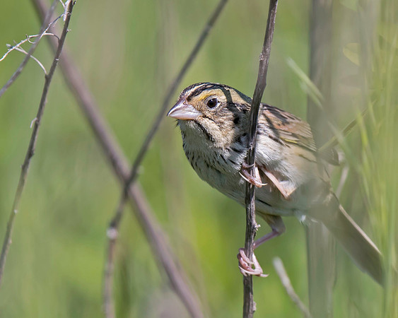 Henslow's Sparrow