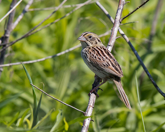 Henslow's Sparrow