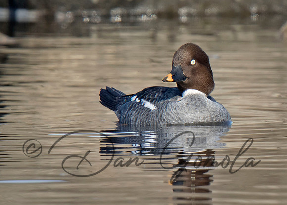 Common Goldeneye