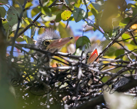 Green Heron