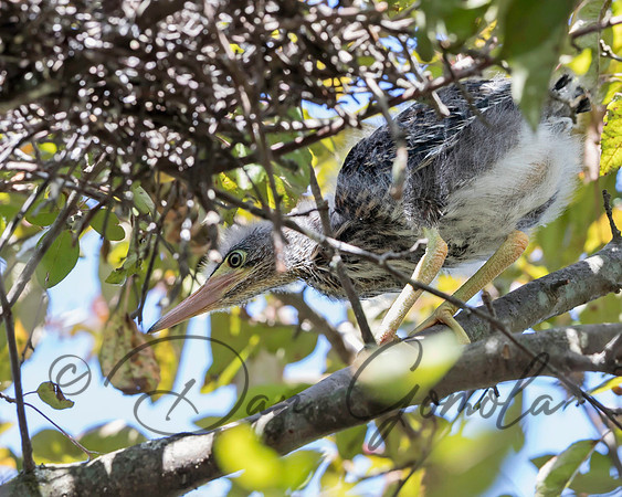 Green Heron