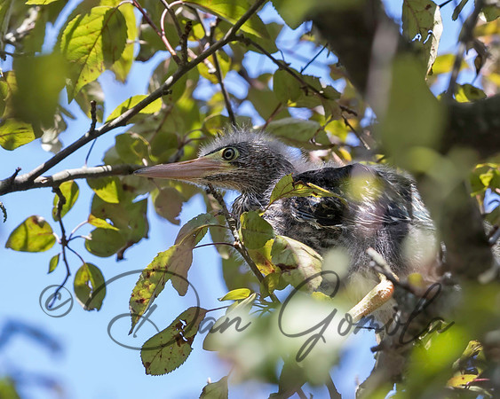 Green Heron