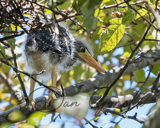 Green Heron