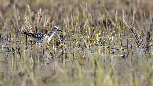 Greater Yellowlegs