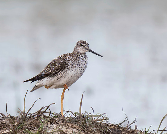 Greater Yellowlegs