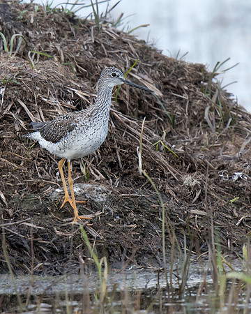 Greater Yellowlegs