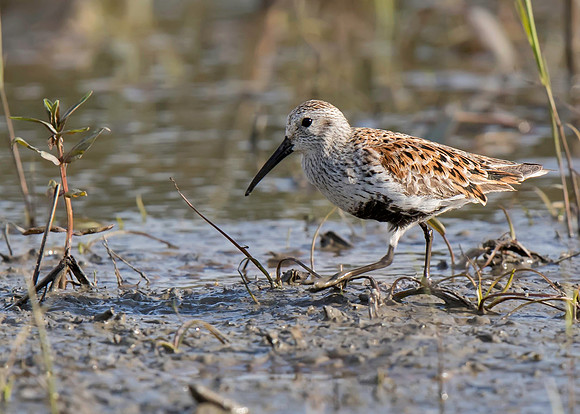 Dunlin