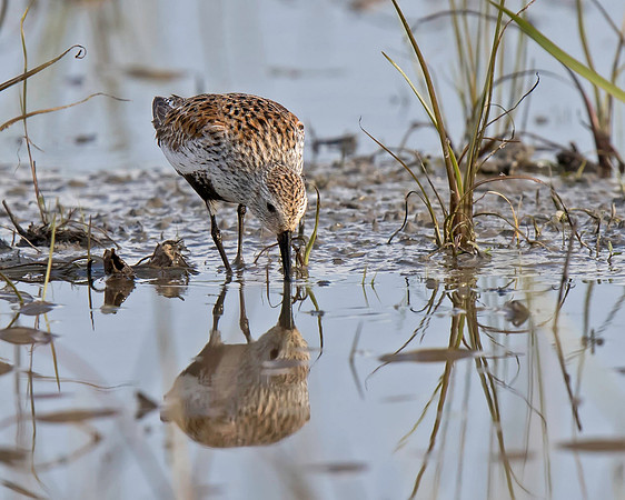 Dunlin