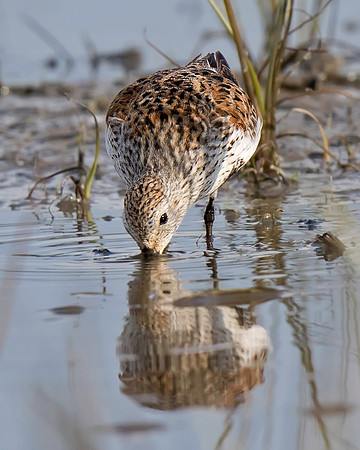 Dunlin