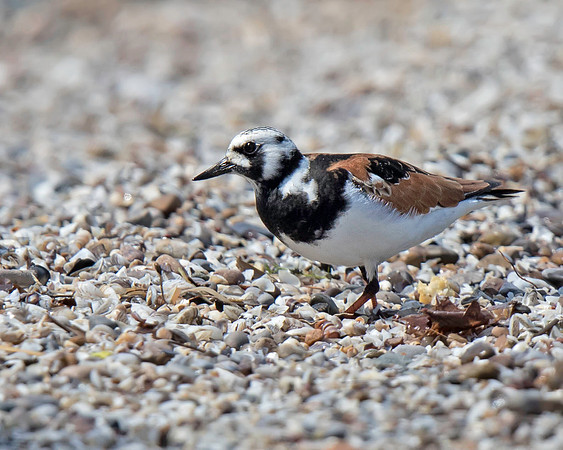 Ruddy Turnstone