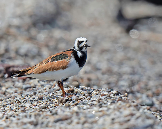 Ruddy Turnstone