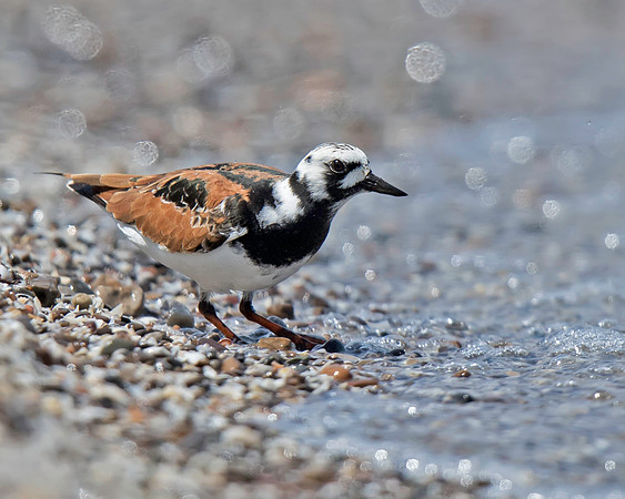 Ruddy Turnstone