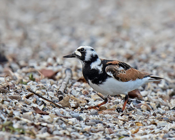 Ruddy Turnstone