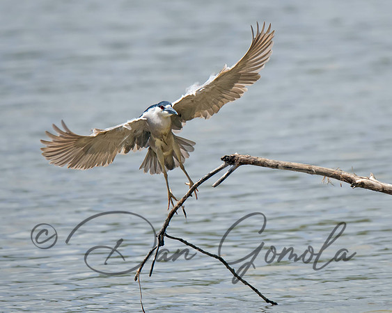 Black-crowned Night-Heron