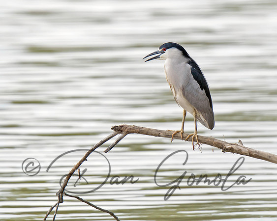 Black-crowned Night-Heron