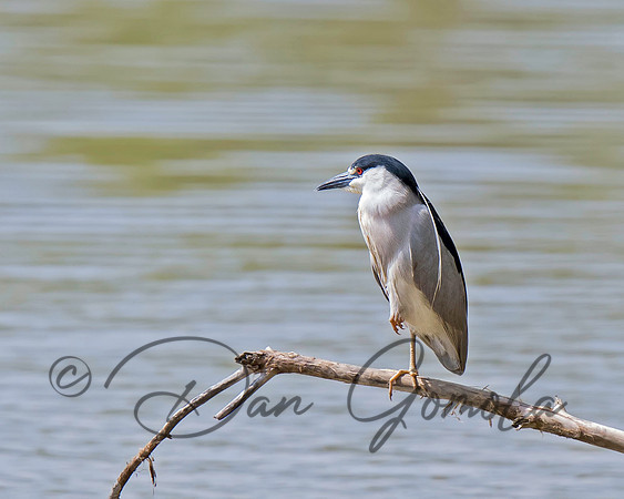 Black-crowned Night-Heron