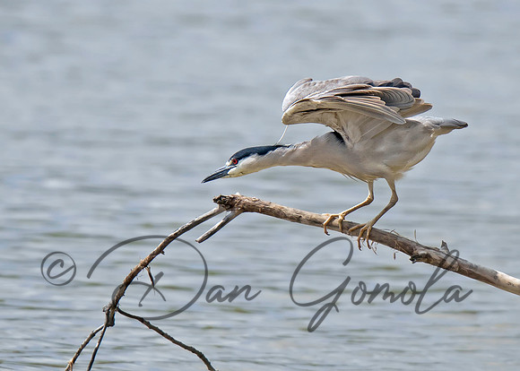 Black-crowned Night-Heron