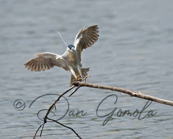 Black-crowned Night-Heron