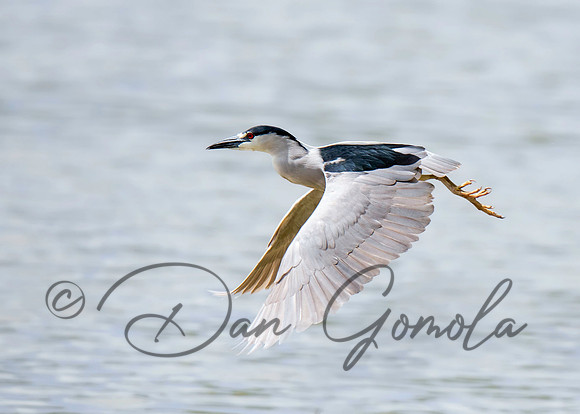 Black-crowned Night-Heron