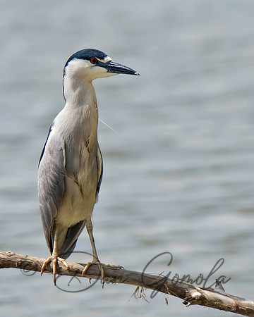 Black-crowned Night-Heron