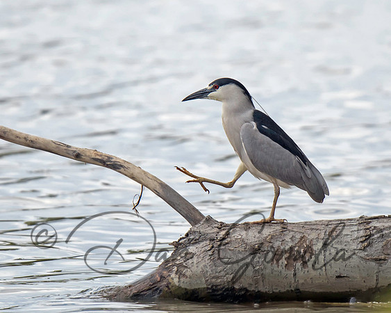 Black-crowned Night-Heron