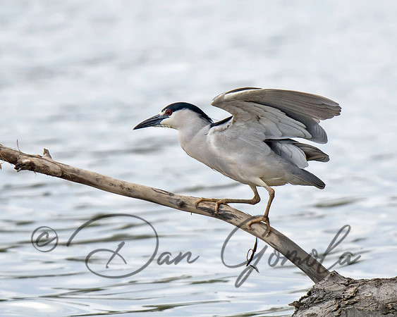Black-crowned Night-Heron