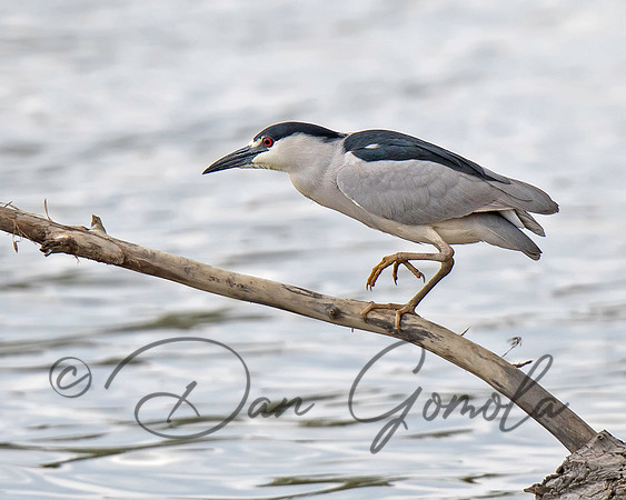 Black-crowned Night-Heron