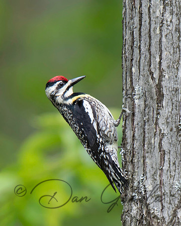 Yellow-bellied Sapsucker