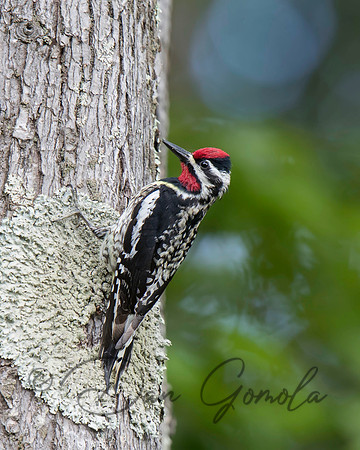 Yellow-bellied Sapsucker