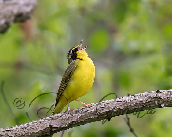 Kentucky Warbler