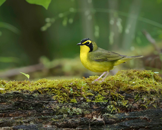 Kentucky Warbler