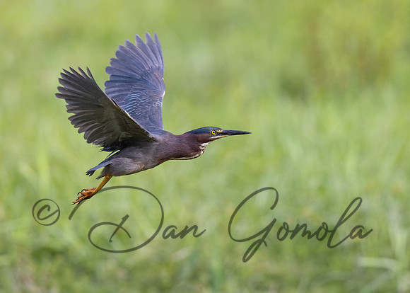 Green Heron